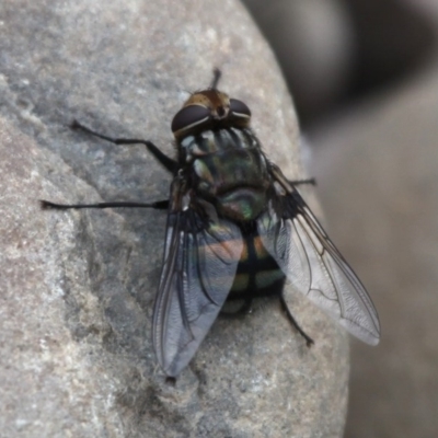 Rutilia (Chrysorutilia) sp. (genus & subgenus) (A Bristle Fly) at Coree, ACT - 18 Oct 2015 by HarveyPerkins