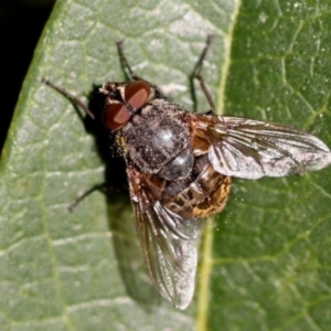 Calliphoridae (family) at Kambah, ACT - 20 Sep 2014 05:32 PM