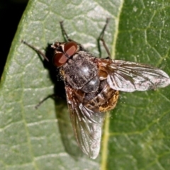 Calliphoridae (family) (Unidentified blowfly) at Kambah, ACT - 20 Sep 2014 by HarveyPerkins
