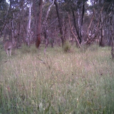 Macropus giganteus (Eastern Grey Kangaroo) at Gungahlin, ACT - 21 Nov 2016 by MulligansFlat1