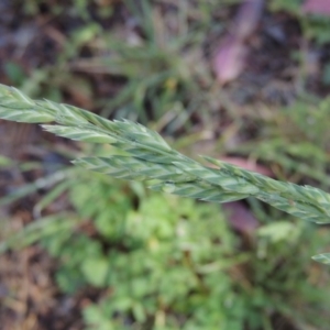 Bromus brevis at Greenway, ACT - 21 Nov 2016