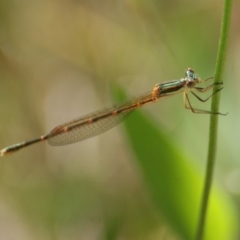 Austrolestes analis (Slender Ringtail) at Red Hill, ACT - 17 Nov 2016 by roymcd