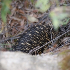 Tachyglossus aculeatus (Short-beaked Echidna) at Paddys River, ACT - 23 Oct 2016 by roymcd