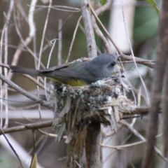 Eopsaltria australis at Kambah, ACT - 23 Oct 2016