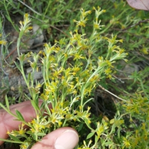 Pimelea curviflora var. sericea at Chapman, ACT - 22 Nov 2016