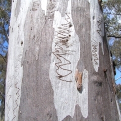 Eucalyptus rossii (Inland Scribbly Gum) at Belconnen, ACT - 21 Oct 2013 by MatthewFrawley