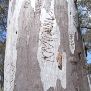 Eucalyptus rossii at Belconnen, ACT - 21 Oct 2013