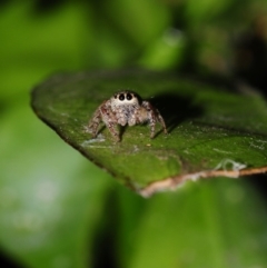 Opisthoncus sp. (genus) (Unidentified Opisthoncus jumping spider) at Hackett, ACT - 19 Nov 2016 by julesS