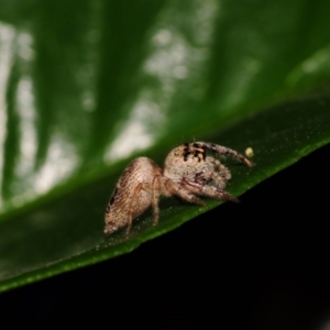 Opisthoncus sp. (genus) at Hackett, ACT - 20 Nov 2016