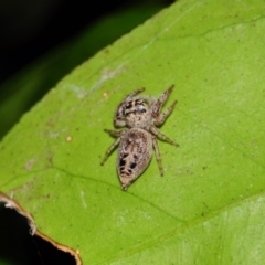 Opisthoncus sp. (genus) at Hackett, ACT - 20 Nov 2016