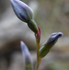 Thelymitra (Genus) (Sun Orchid) at Point 5816 - 8 Nov 2016 by Ryl