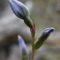 Thelymitra sp. (A Sun Orchid) at Black Mountain - 7 Nov 2016 by Ryl