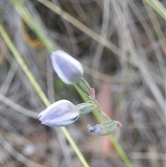 Thelymitra sp. at Undefined Area - suppressed