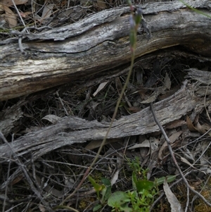 Thelymitra sp. at Undefined Area - suppressed