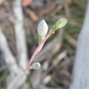 Thelymitra sp. at Undefined Area - suppressed