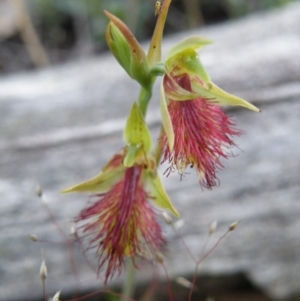 Calochilus montanus at Undefined Area - suppressed