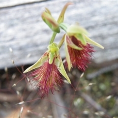 Calochilus montanus at Undefined Area - suppressed