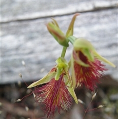 Calochilus montanus at Undefined Area - suppressed