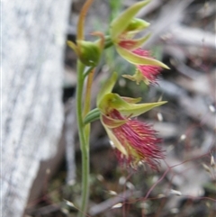 Calochilus montanus at Undefined Area - suppressed