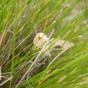 Helicoverpa punctigera at Acton, ACT - 8 Nov 2016