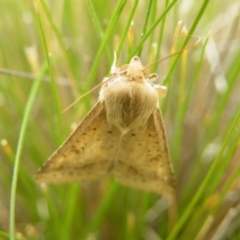 Helicoverpa punctigera at Acton, ACT - 8 Nov 2016 12:00 AM