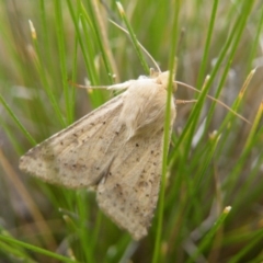 Helicoverpa punctigera at Acton, ACT - 8 Nov 2016