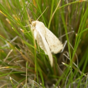 Helicoverpa punctigera at Acton, ACT - 8 Nov 2016 12:00 AM