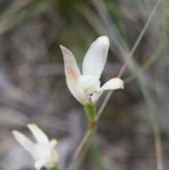 Caladenia moschata (Musky Caps) at Point 5816 - 8 Nov 2016 by Ryl