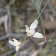 Caladenia moschata at Undefined Area - suppressed