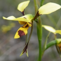 Diuris sulphurea (Tiger Orchid) at Black Mountain - 7 Nov 2016 by Ryl