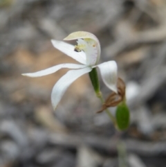 Caladenia ustulata (Brown Caps) at Black Mountain - 7 Nov 2016 by Ryl