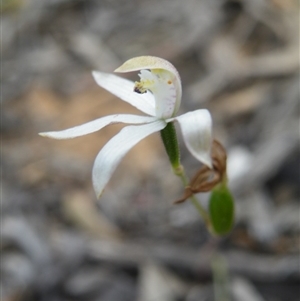 Caladenia ustulata at Undefined Area - suppressed