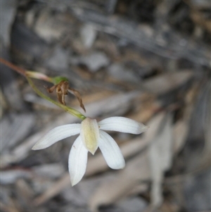 Caladenia ustulata at Undefined Area - suppressed