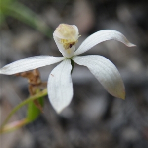 Caladenia ustulata at Undefined Area - suppressed