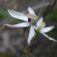 Caladenia cucullata (Lemon Caps) at Point 57 - 8 Nov 2016 by Ryl