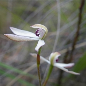 Caladenia cucullata at Undefined Area - suppressed