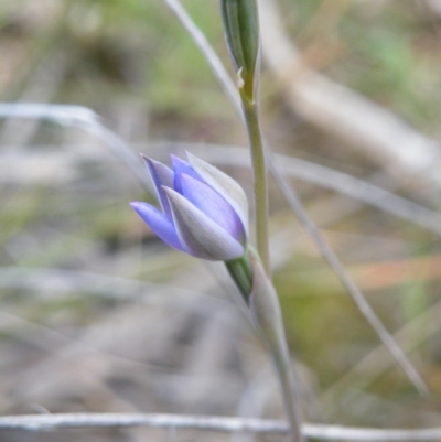 Thelymitra sp. (A Sun Orchid) at Acton, ACT - 7 Nov 2016 by Ryl