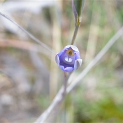 Thelymitra sp. at Undefined Area - suppressed