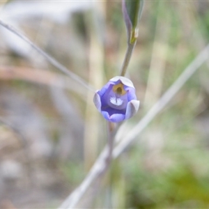 Thelymitra sp. at Point 57 - suppressed