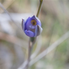 Thelymitra sp. at Undefined Area - suppressed