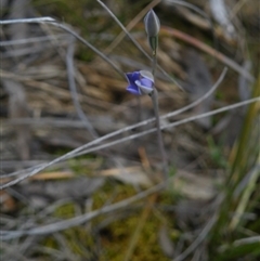 Thelymitra sp. at Undefined Area - suppressed