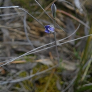 Thelymitra sp. at Undefined Area - suppressed