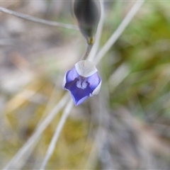 Thelymitra sp. at Undefined Area - suppressed