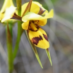 Diuris sulphurea (Tiger Orchid) at Black Mountain - 7 Nov 2016 by Ryl