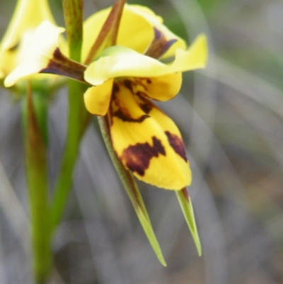 Diuris sulphurea (Tiger Orchid) at Acton, ACT - 7 Nov 2016 by Ryl