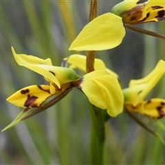 Diuris sulphurea at Undefined Area - suppressed