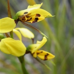 Diuris sulphurea at Undefined Area - suppressed