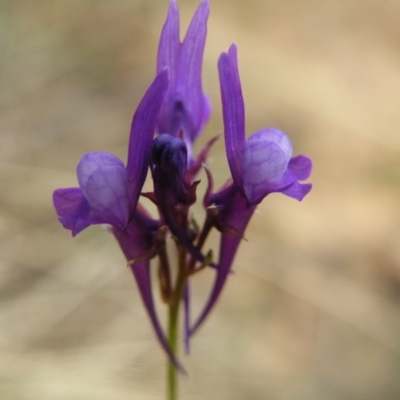 Linaria pelisseriana (Pelisser's Toadflax) at Black Mountain - 7 Nov 2016 by Ryl