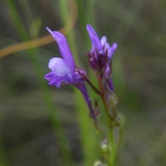 Linaria pelisseriana at Point 57 - 8 Nov 2016 12:00 AM