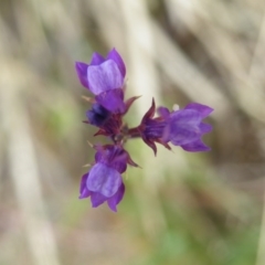 Linaria pelisseriana at Point 57 - 8 Nov 2016 12:00 AM